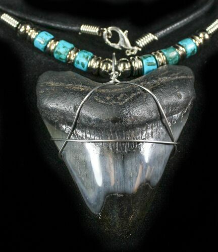 Juvenile Megalodon Tooth Necklace #27057